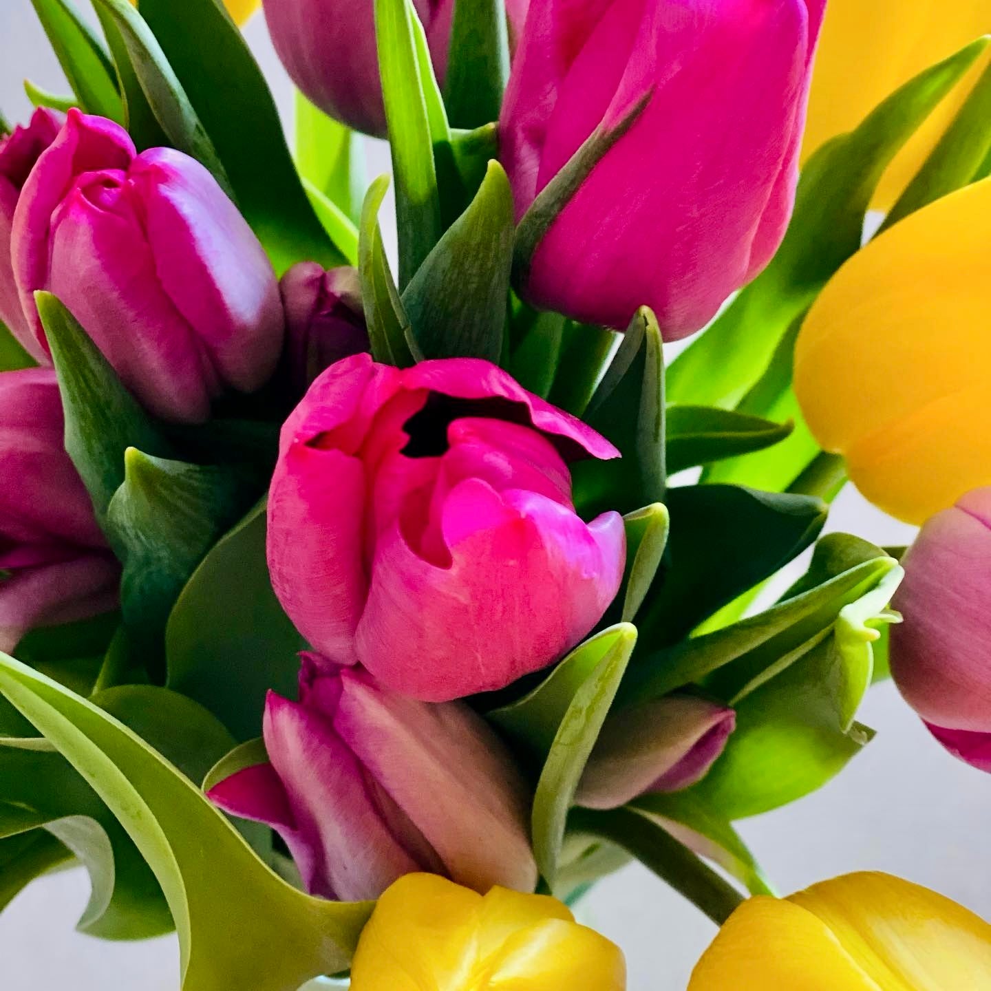 A close-up image of a bouquet of tulips with pink and yellow petals, with green leaves and stems.