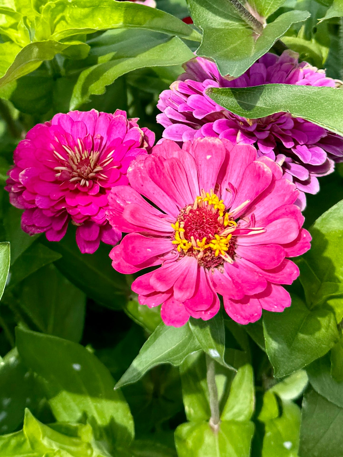 Zinnia