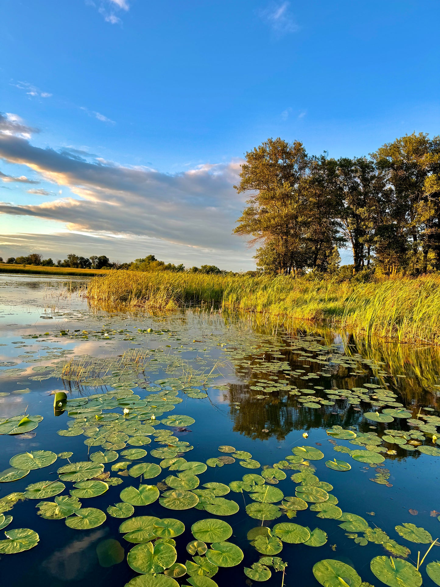Lily Pads