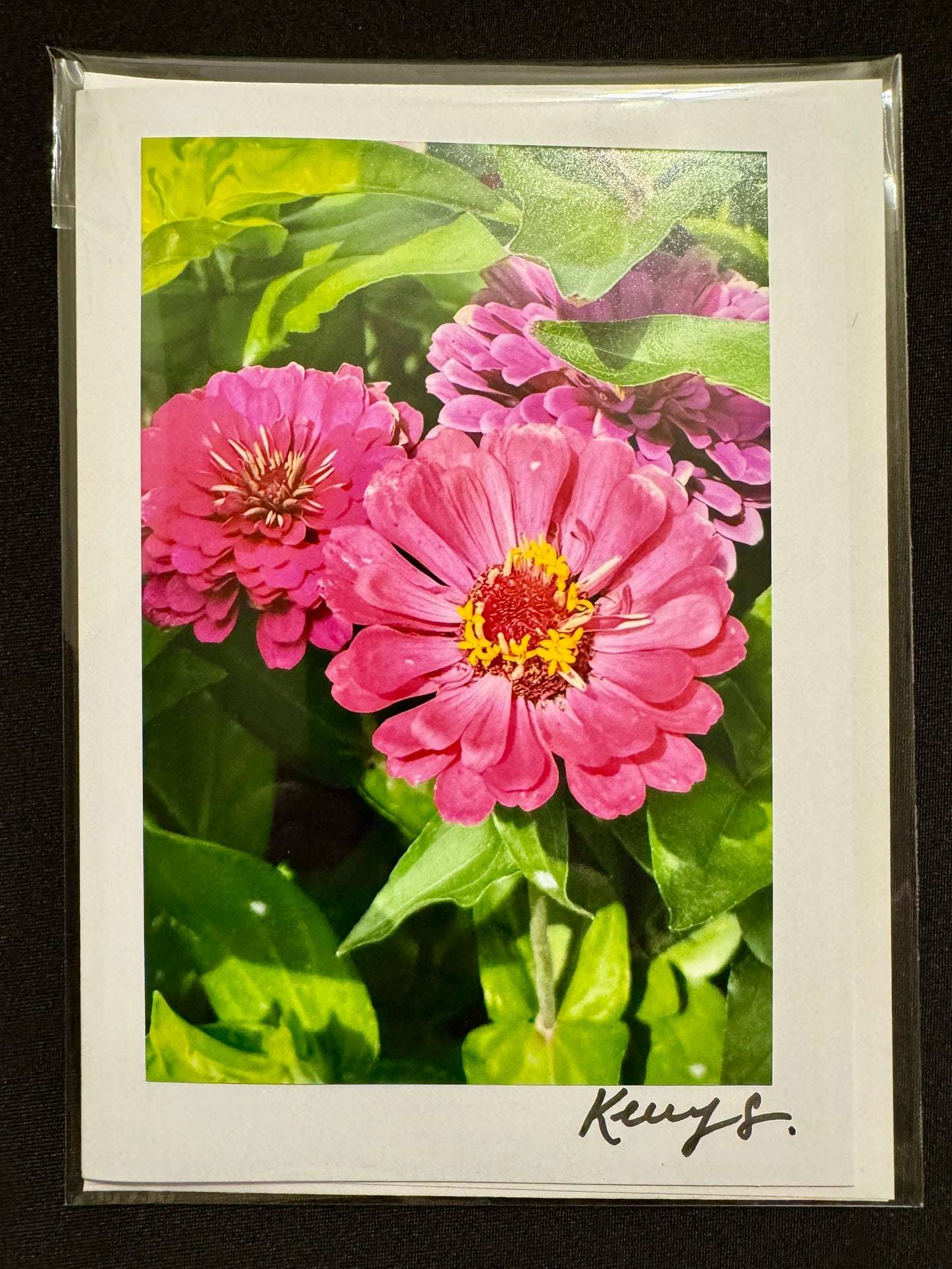 Zinnia - Greeting Card