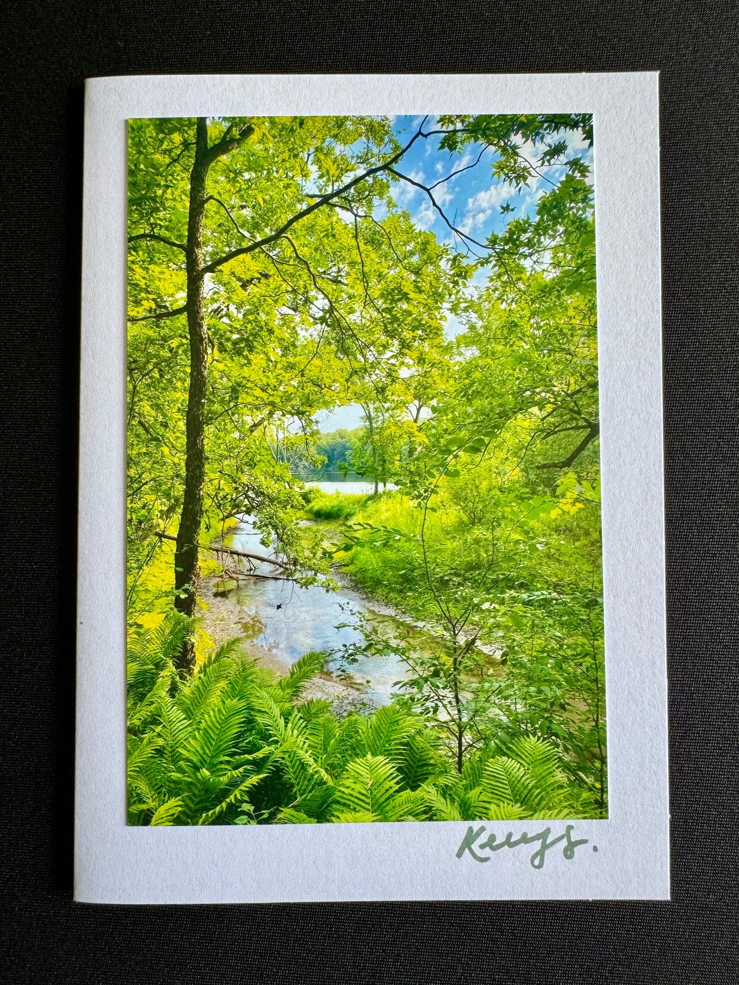 Ferns - Greeting Card