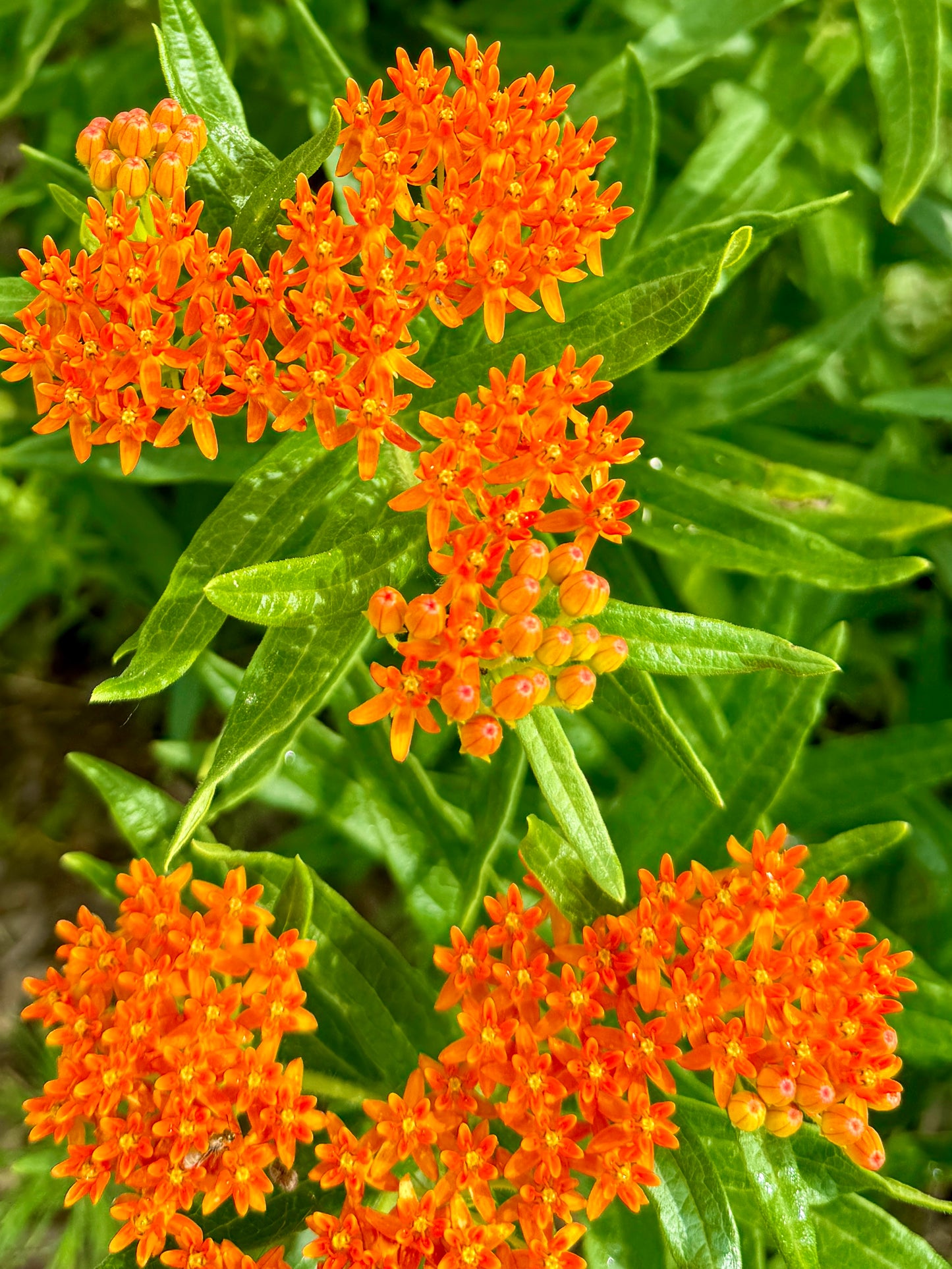Butterfly Weed