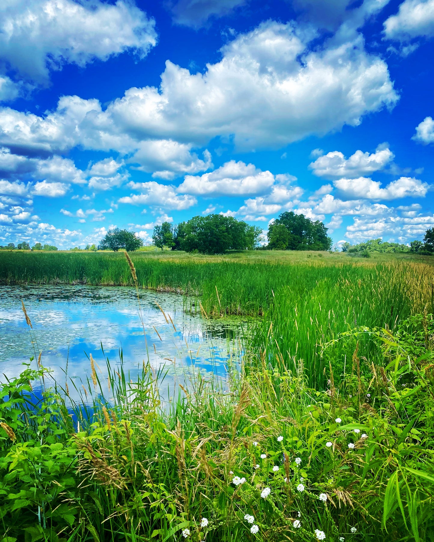 Water's Edge