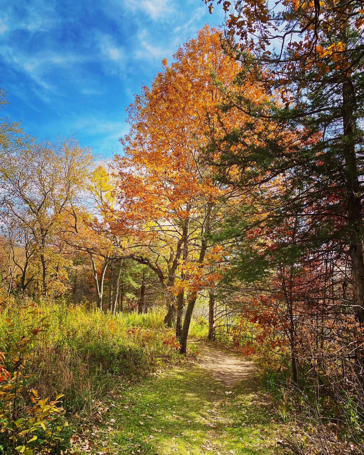 Fall at Bridgeview Park