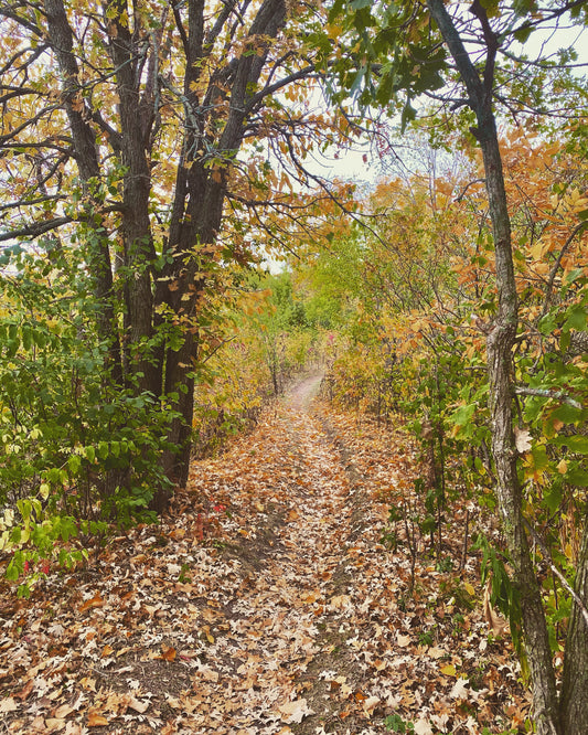 Beaver Island Trail