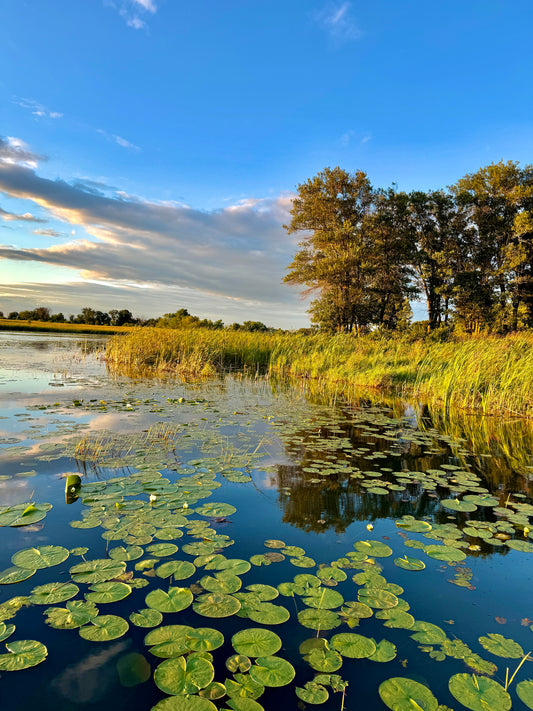 Lily Pads
