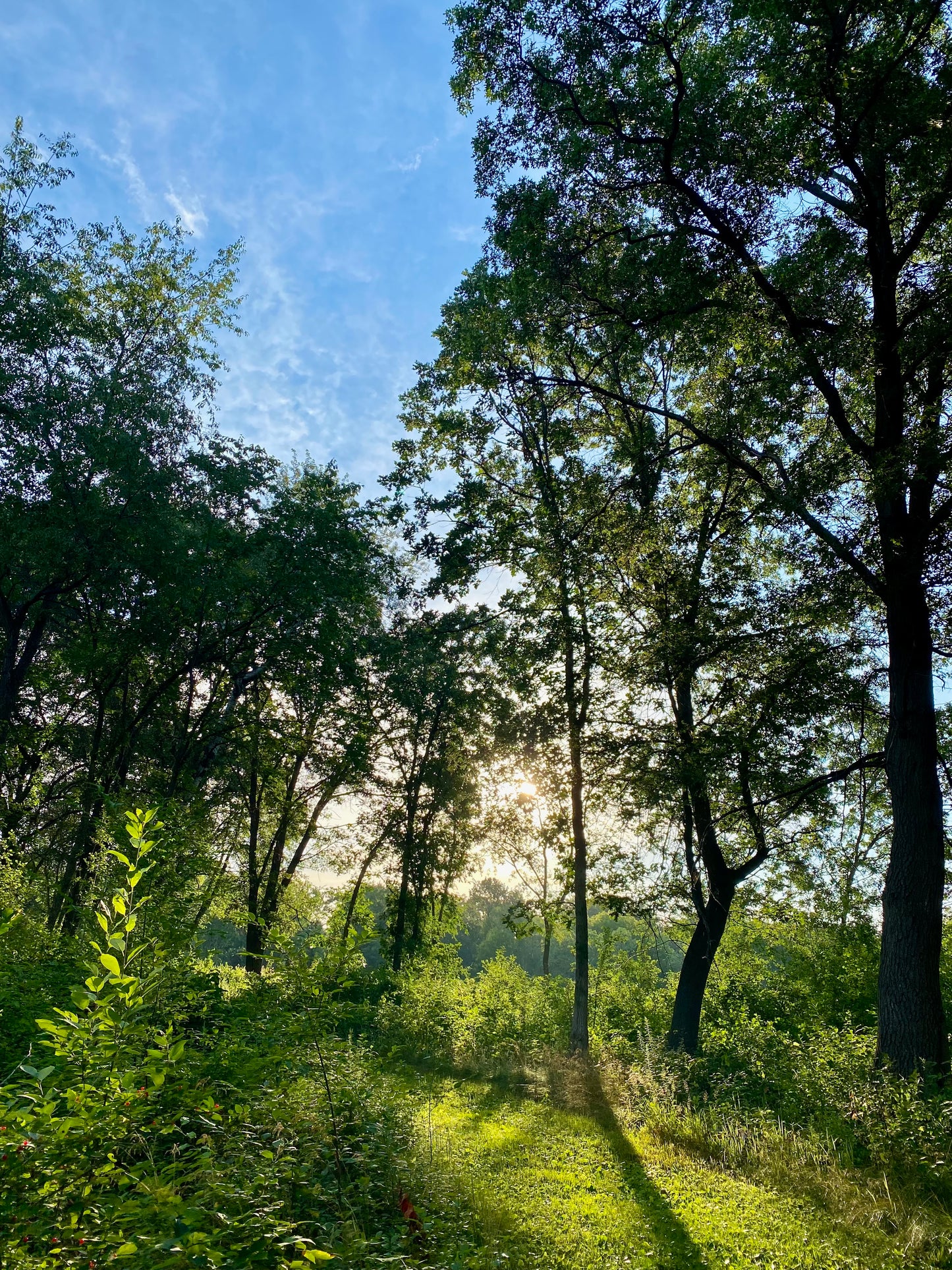 Morning Sunlight