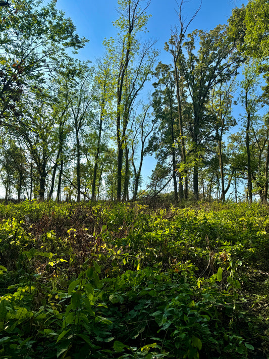 Cool Morning Views