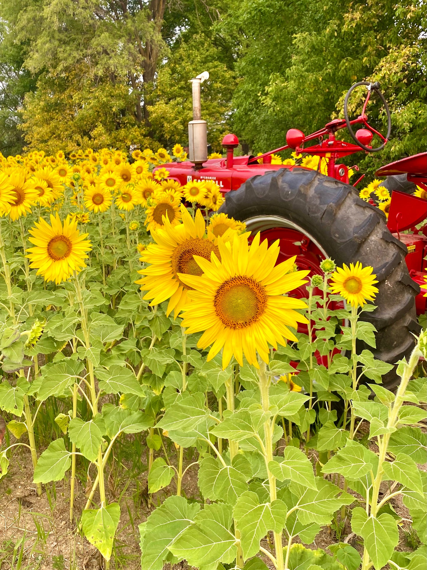 Sunflowers & Farmall Take 2