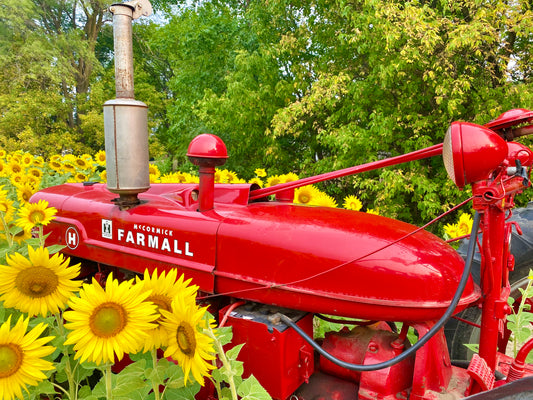 Sunflowers & Farmall