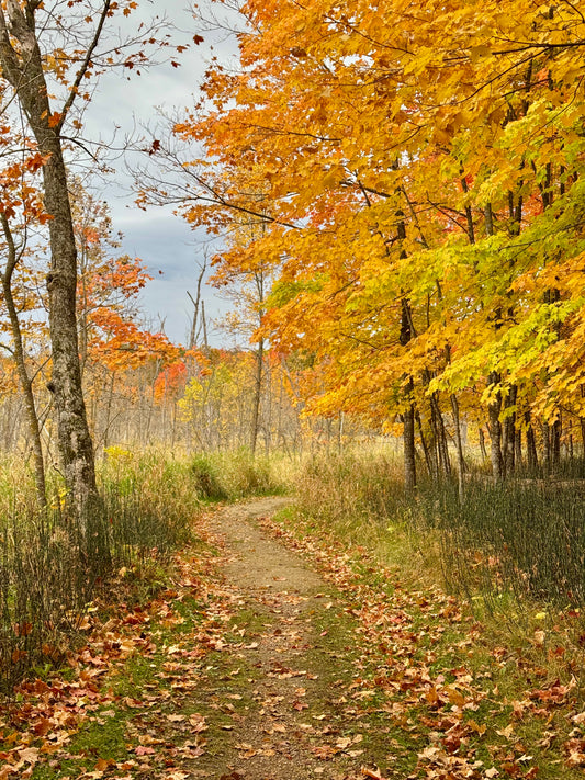 Autumn Delight