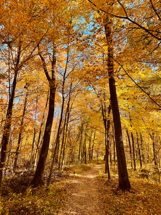 Golden Treetops