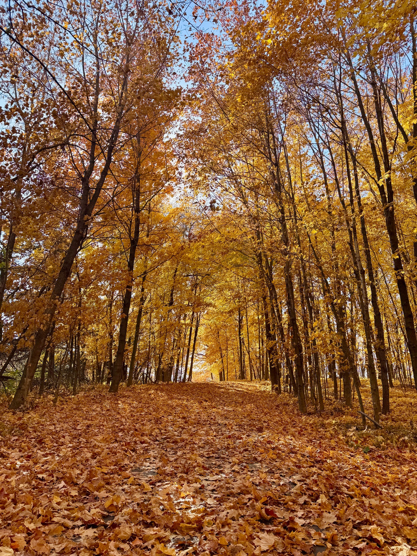 Golden Afternoon
