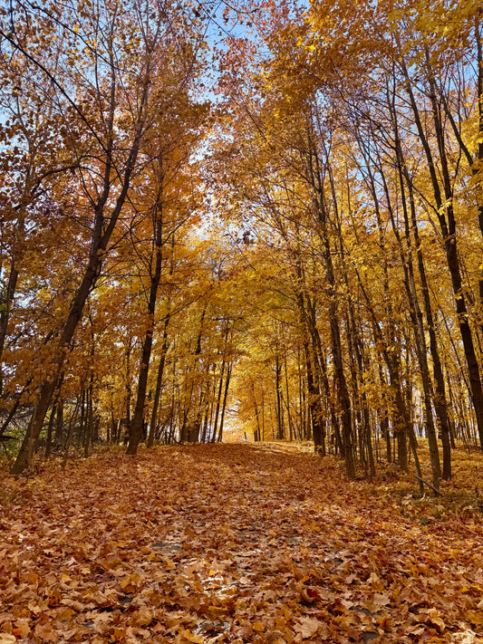 Golden Afternoon