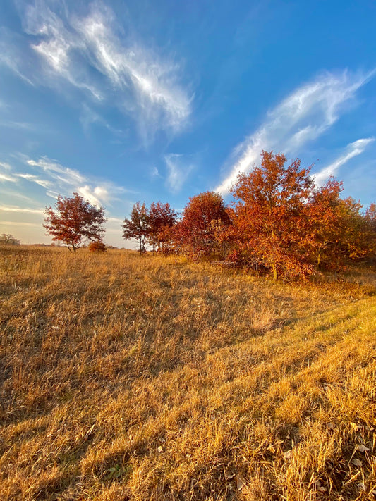 Fall in the Refuge