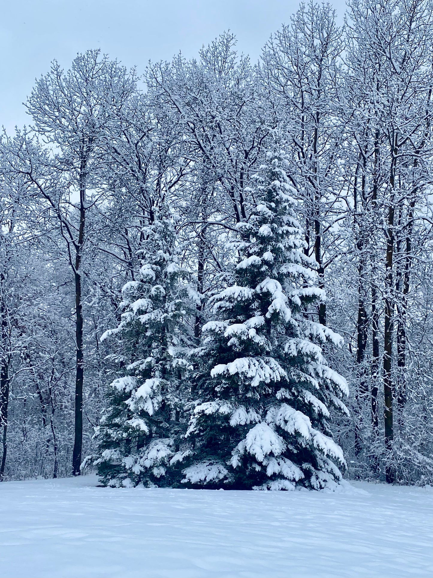 Snow Covered Trees