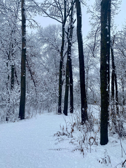 Snowy Path