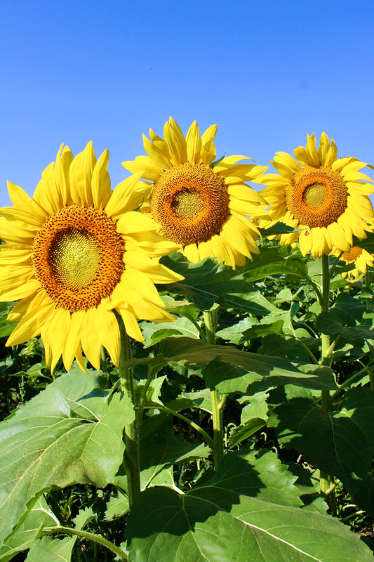 Sunny Days