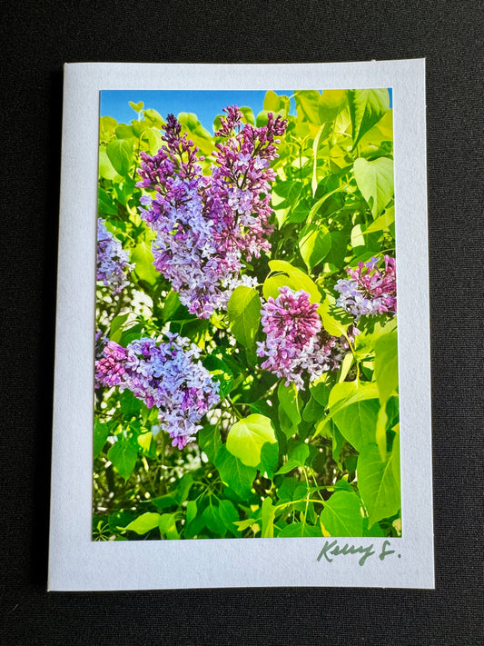 Purple Lilacs - Greeting Card