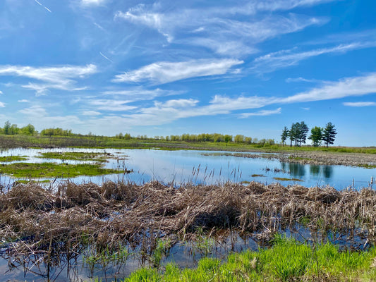 Marsh Views