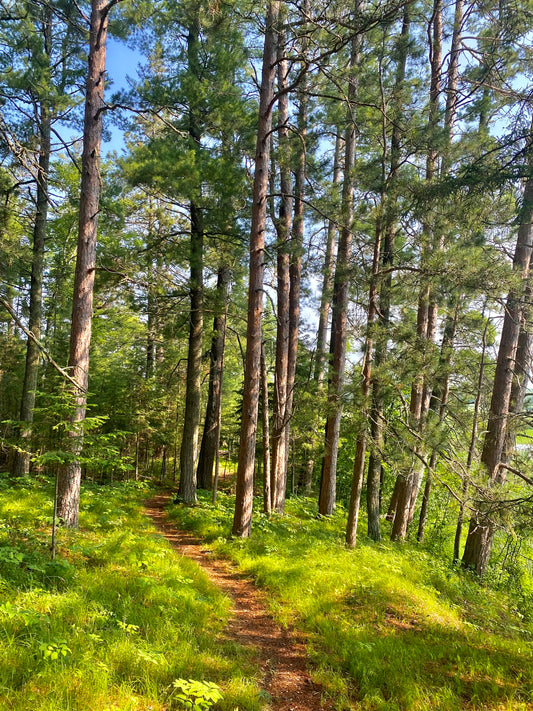 Forest Path