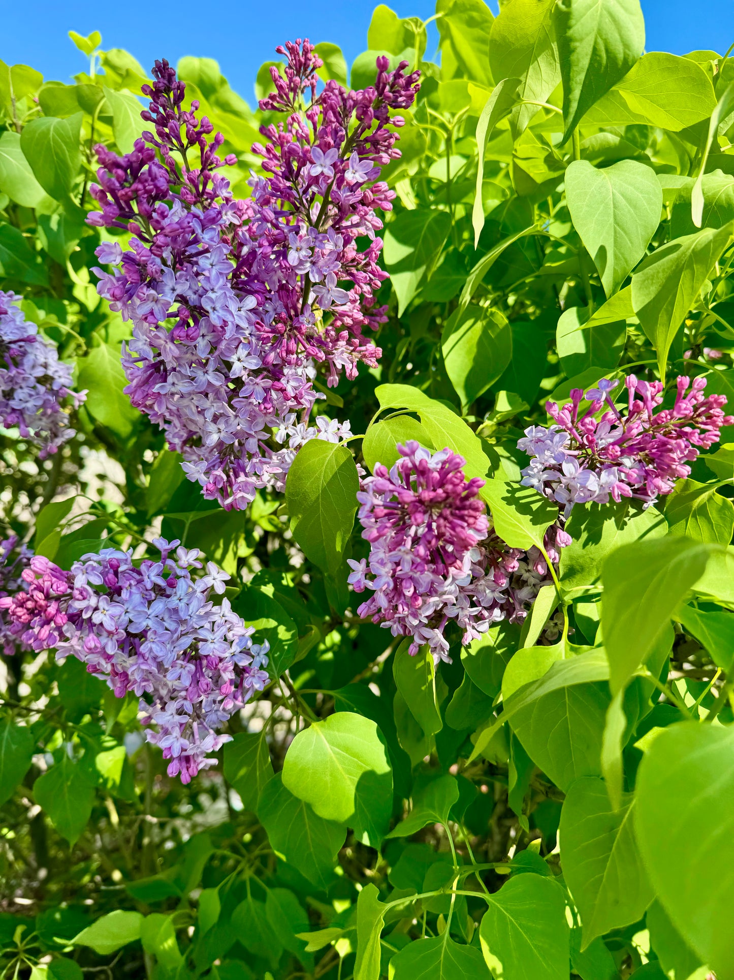 Purple Lilacs