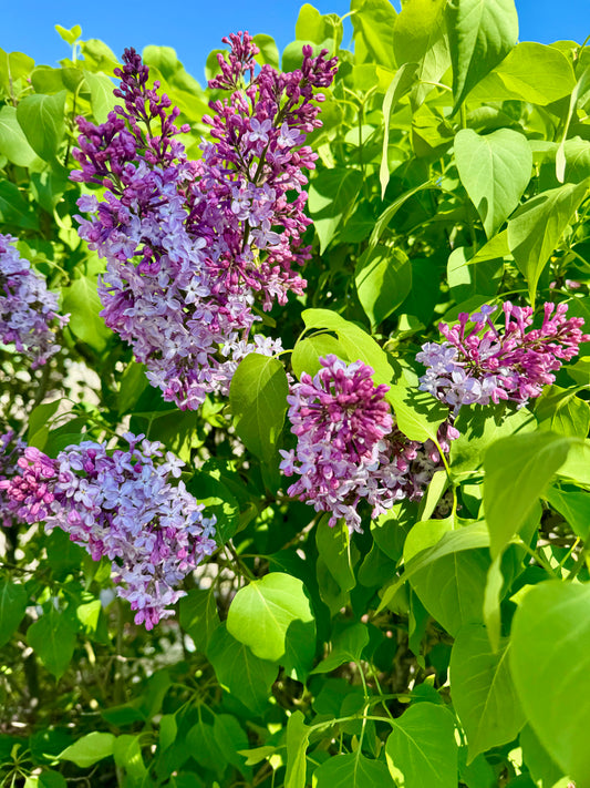 Purple Lilacs